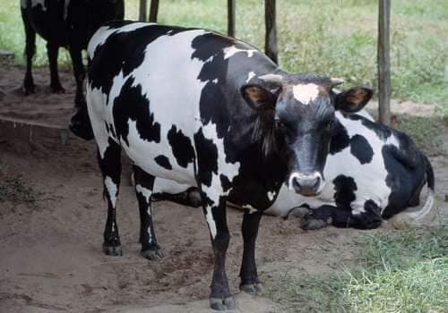 Bua
